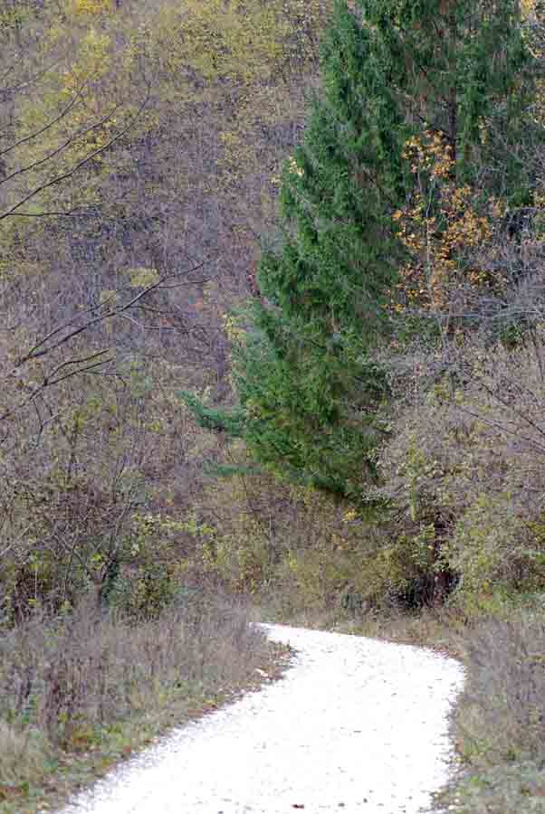 Vipera aspis francisciredi?
